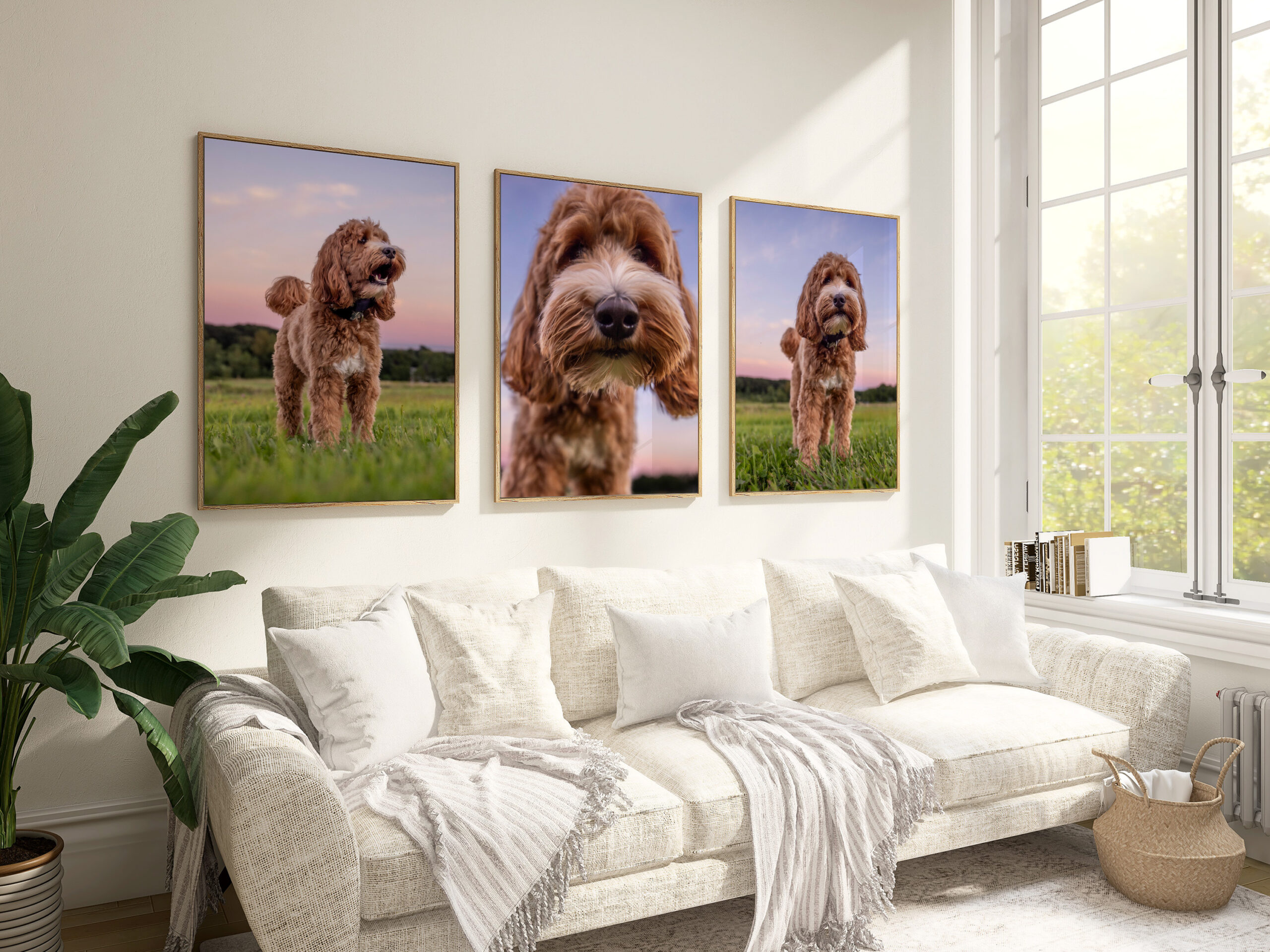 CT Portrait Photographer | A triptych wall art display of three framed portraits of a golden doodle at sunset, hanging above a modern white sofa in a bright living room, showcasing fine art photography for home décor.