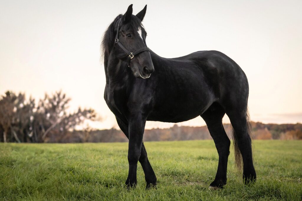 CT Equine Photography | Rob Faber Photography | Horse Photos | Elegant full-body portrait of a black horse standing in a grassy field at dusk, showcasing its posture and strength.