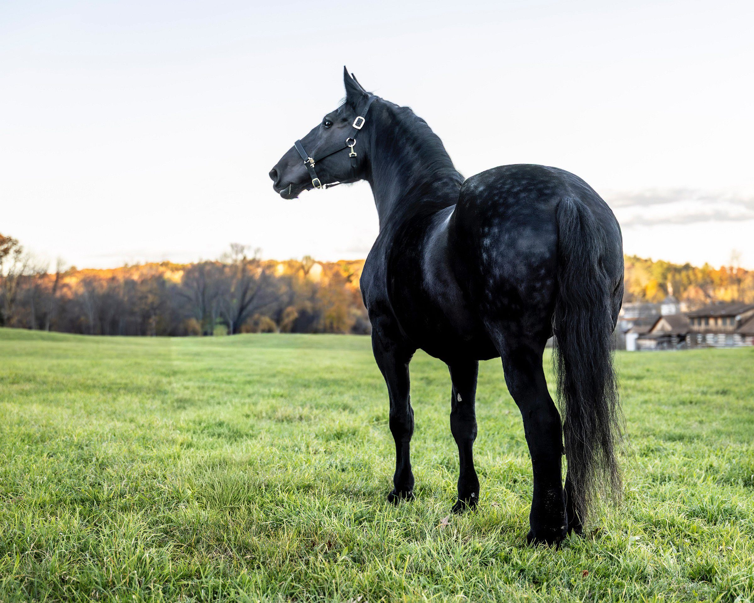 CT Equine Photography | Rob Faber Photography | Horse Photos | Black horse standing alert in a wide green pasture with golden fall trees in the distance, captured in dramatic natural light.