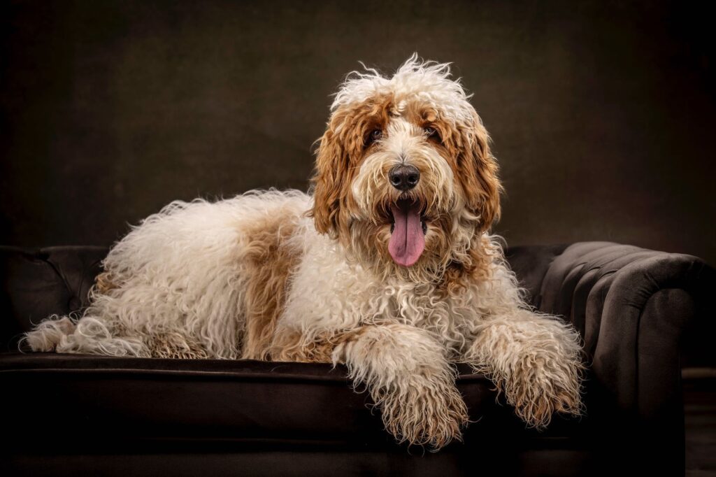 Rob Faber Photography | Dog Portraits | Best dog photographer | studio portrait of a fluffy doodle dog resting on a dark leather sofa with tongue out and soft dramatic lighting