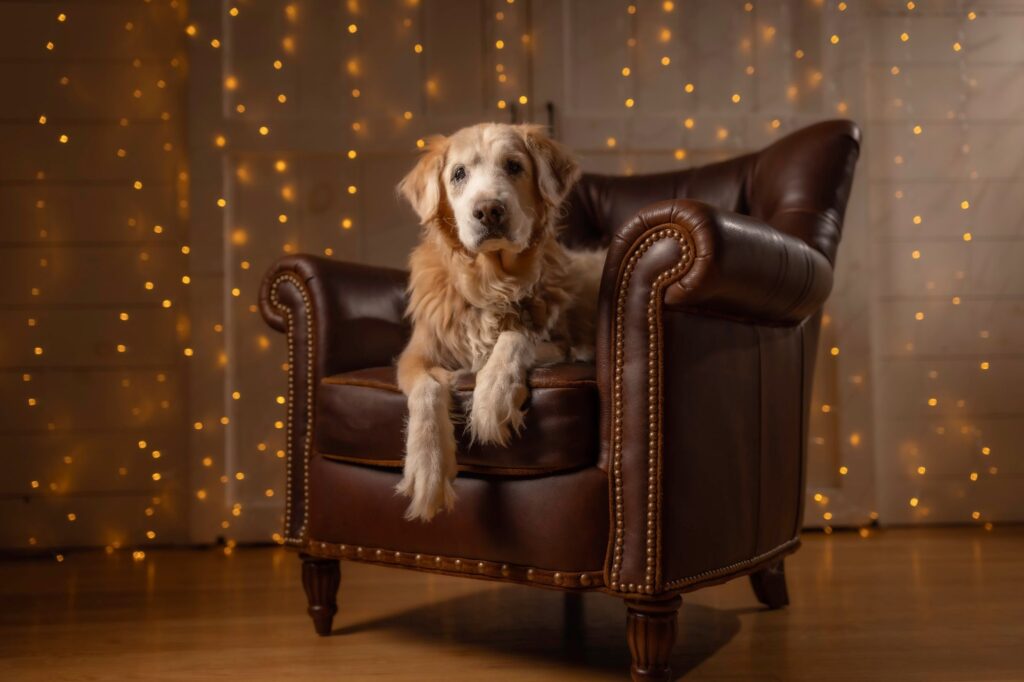 Rob Faber Photography | Dog Portraits | Best dog photographer | senior golden retriever posed on a classic leather chair with warm studio lighting and soft bokeh background