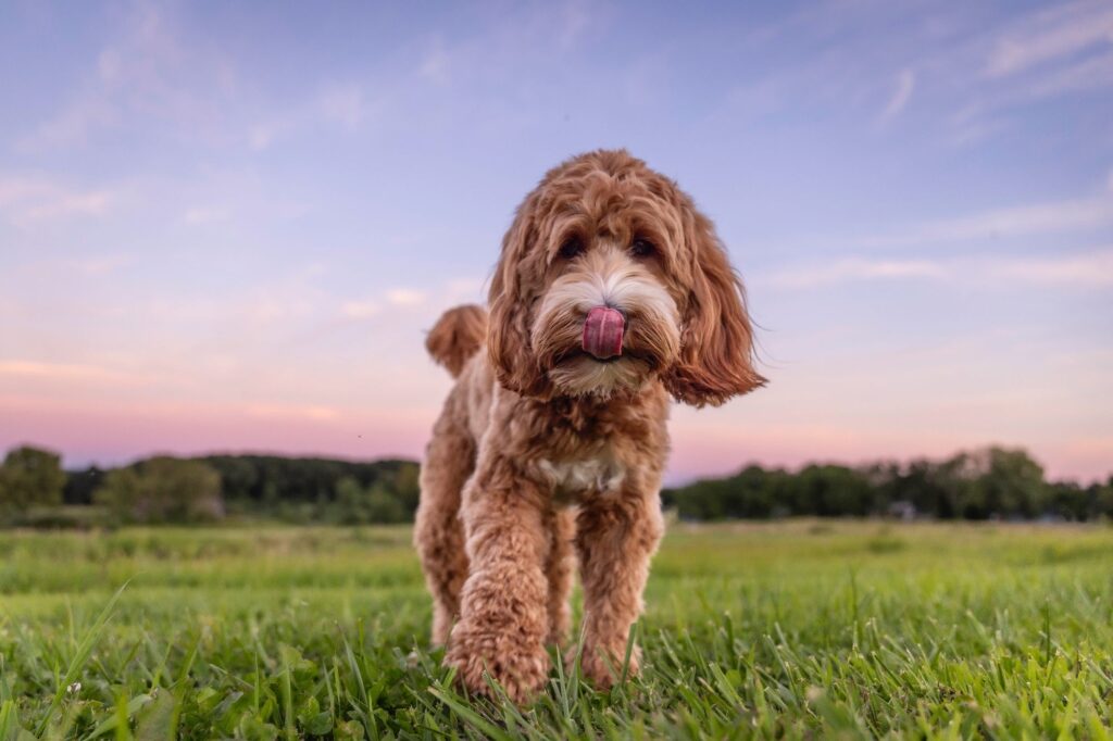Rob Faber Photography | Dog Portraits | Best dog photographer | playful doodle dog walking through a grassy field at sunset with tongue out and pastel sky