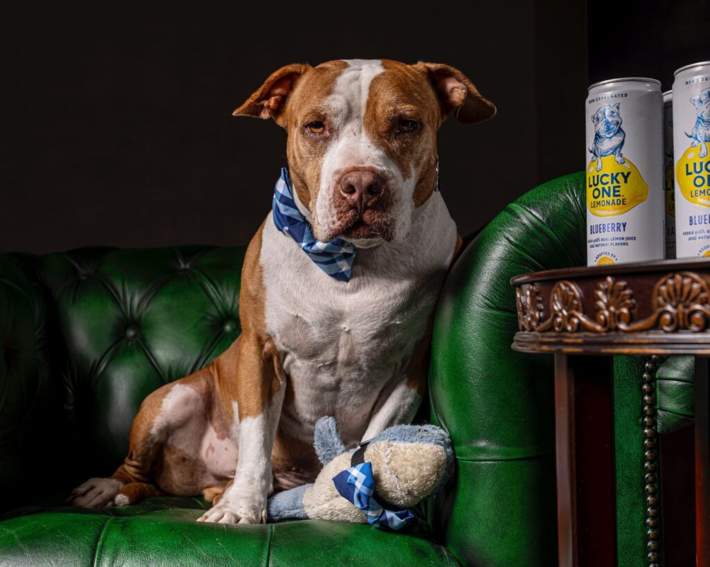 Rob Faber Photography | Dog Portraits | Best dog photographer | studio portrait of a brown and white dog wearing a blue bow tie seated on a green leather chair with props
