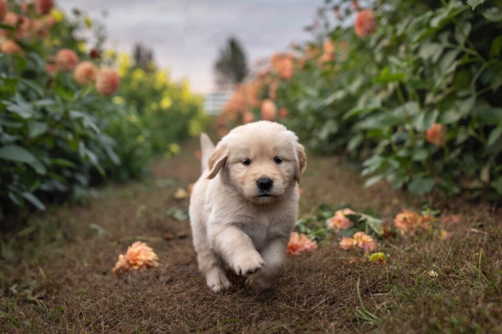 Rob Faber Photography | Dog Portraits | Best dog photographer | young puppy running down a garden path surrounded by flowers during golden hour