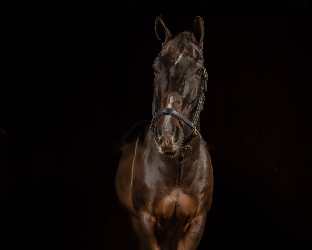 Equine Photographer MA creating a fine art black background horse portrait with dramatic studio lighting and refined detail.