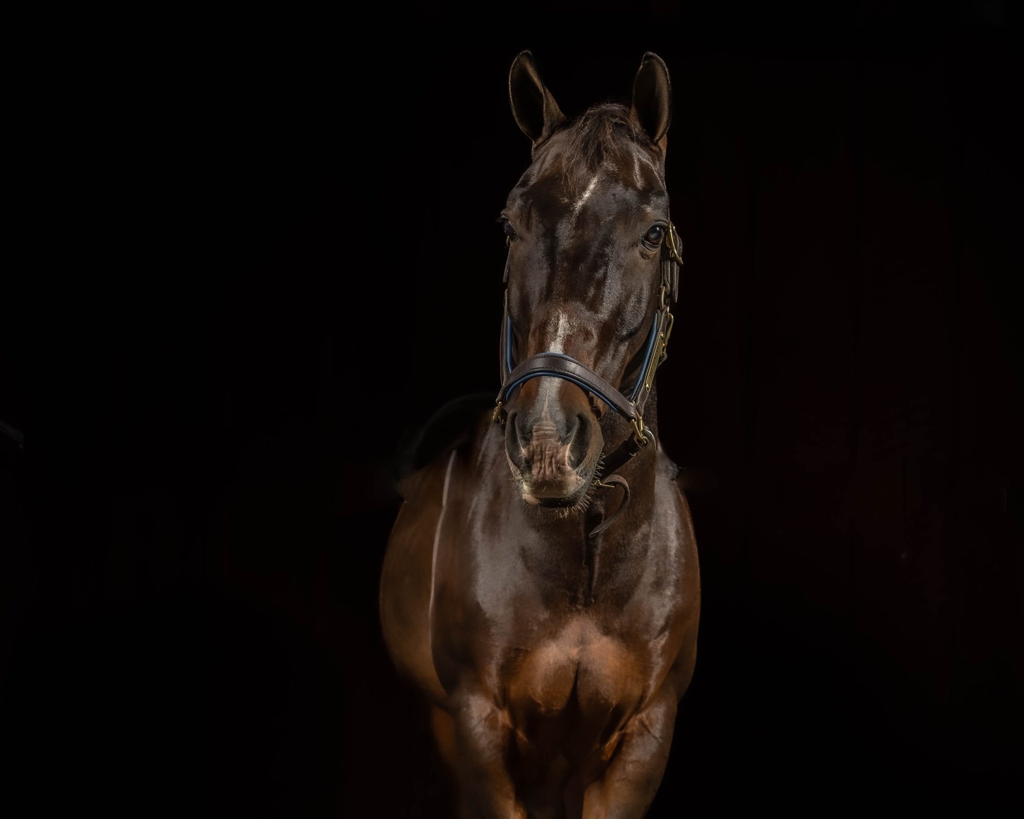 Equine Photographer MA creating a fine art black background horse portrait with dramatic studio lighting and refined detail.