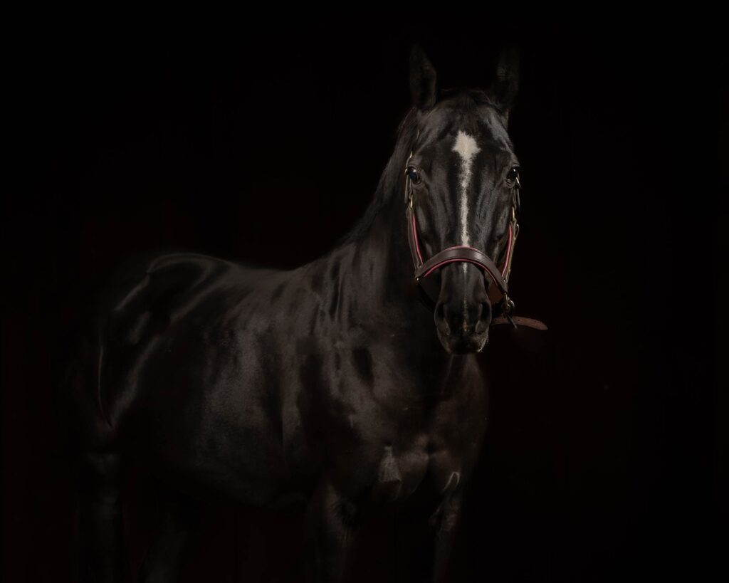 Equine Photographer MA creating a fine art black background horse portrait with dramatic studio lighting and refined detail.