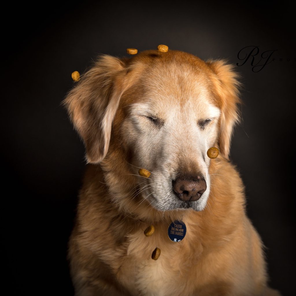 Rob Faber Photography | Pet Portraits in CT | Dog Photos | Golden retriever is unsuccessful catching treats as the kibble lands on and around her. 