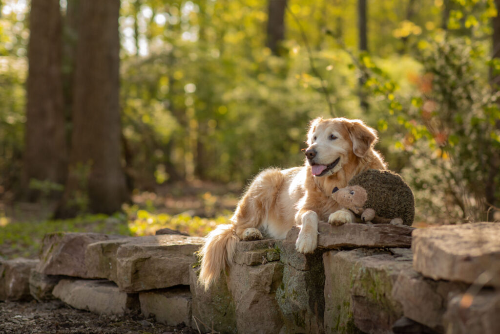Rob Faber Photography | CT Photographer | Golden retriever lying on a mossy stone wall in a sunlit forest, tongue out, resting a paw on a stuffed animal toy