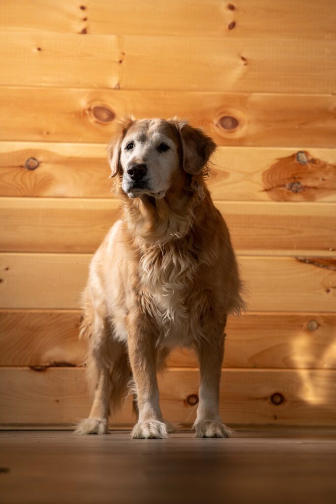 Rob Faber Photography | CT Photographer | Golden retriever sitting upright in front of a warm knotty pine wood wall, looking directly at the camera in a studio-style pet portrait