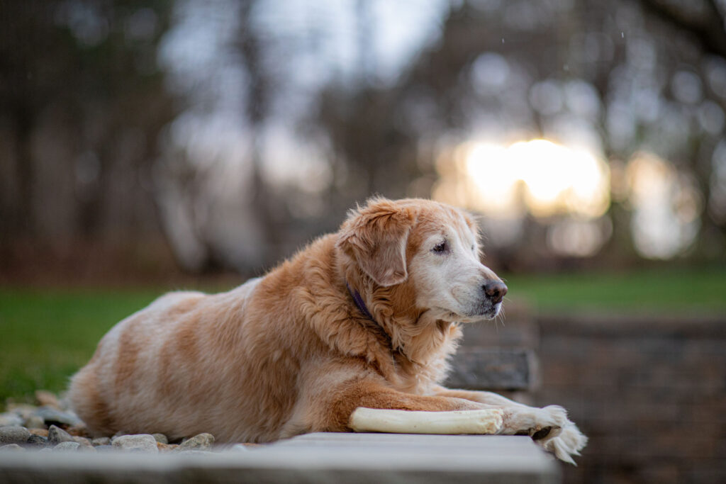 Rob Faber Photography | CT Photographer | Senior golden retriever lying on a white blanket outdoors at golden hour, gazing off to the side with soft, sunlit trees blurred in the background