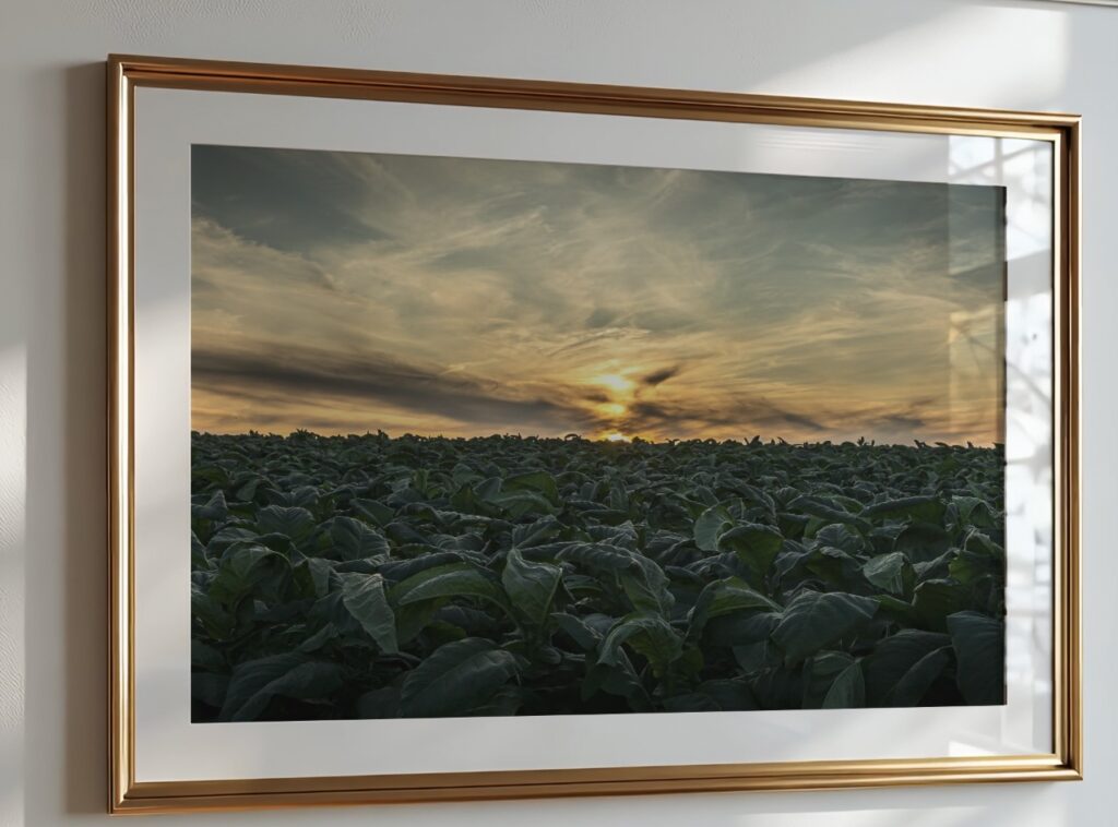 tobacco field at sunset.
