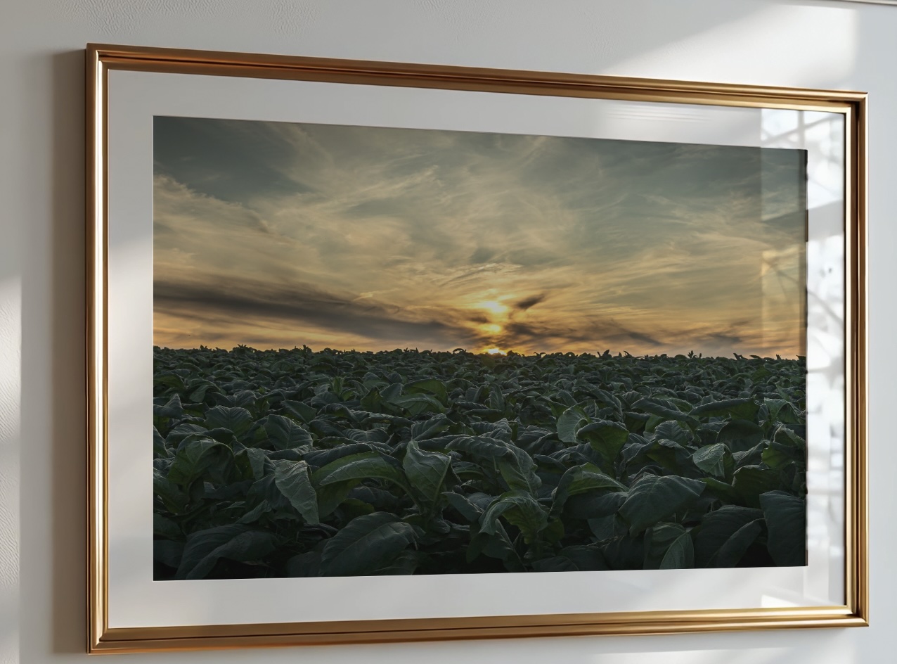 tobacco field at sunset.